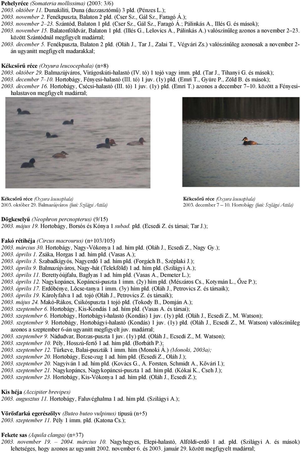 ) valószínűleg azonos a november 2 23. között Szántódnál megfigyelt madárral; 2003. december 5. Fenékpuszta, Balaton 2 pld. (Oláh J., Tar J., Zalai T., Végvári Zs.