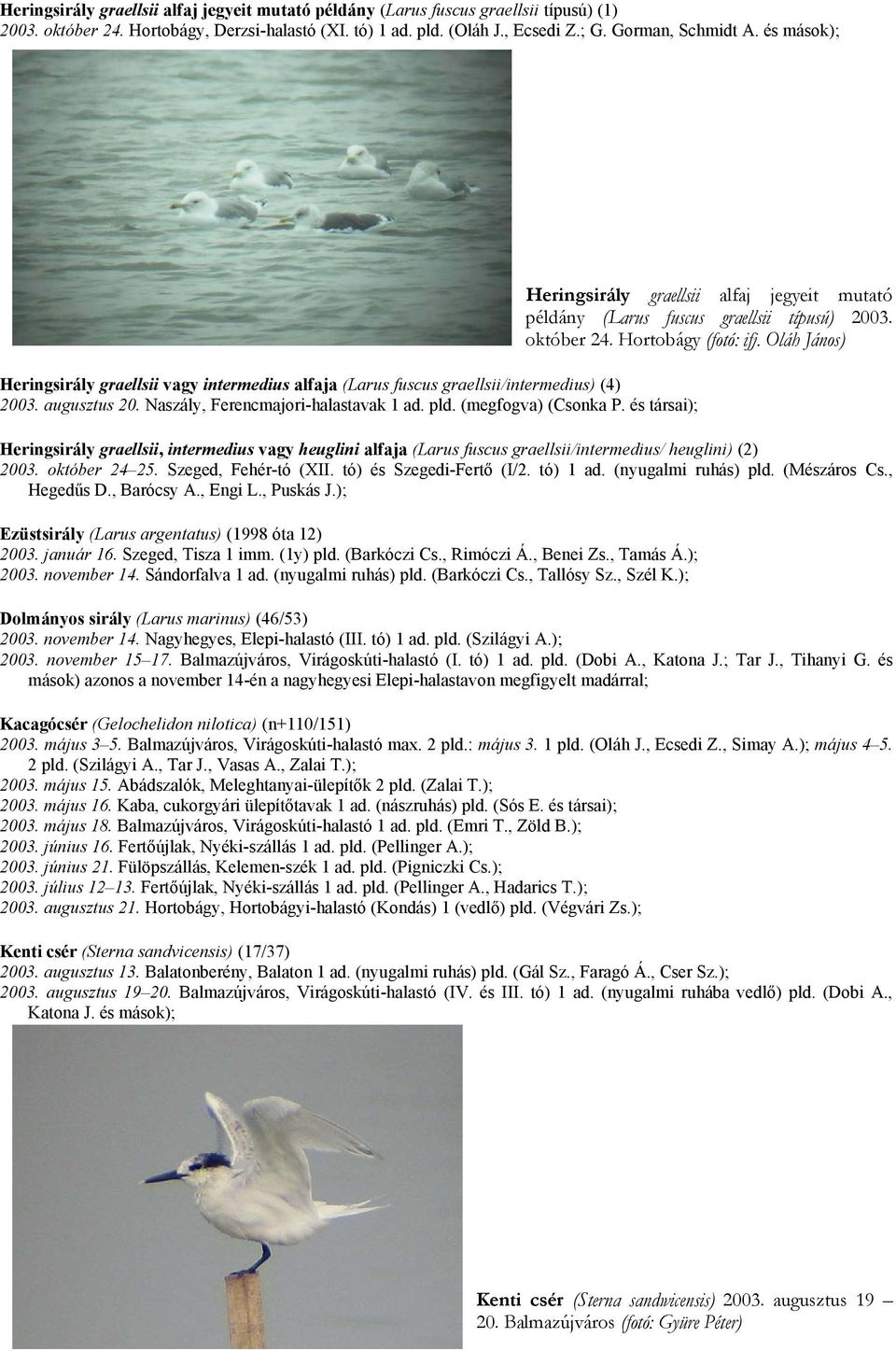 és társai); Heringsirály graellsii alfaj jegyeit mutató példány (Larus fuscus graellsii típusú) 2003. október 24. Hortobágy (fotó: ifj.