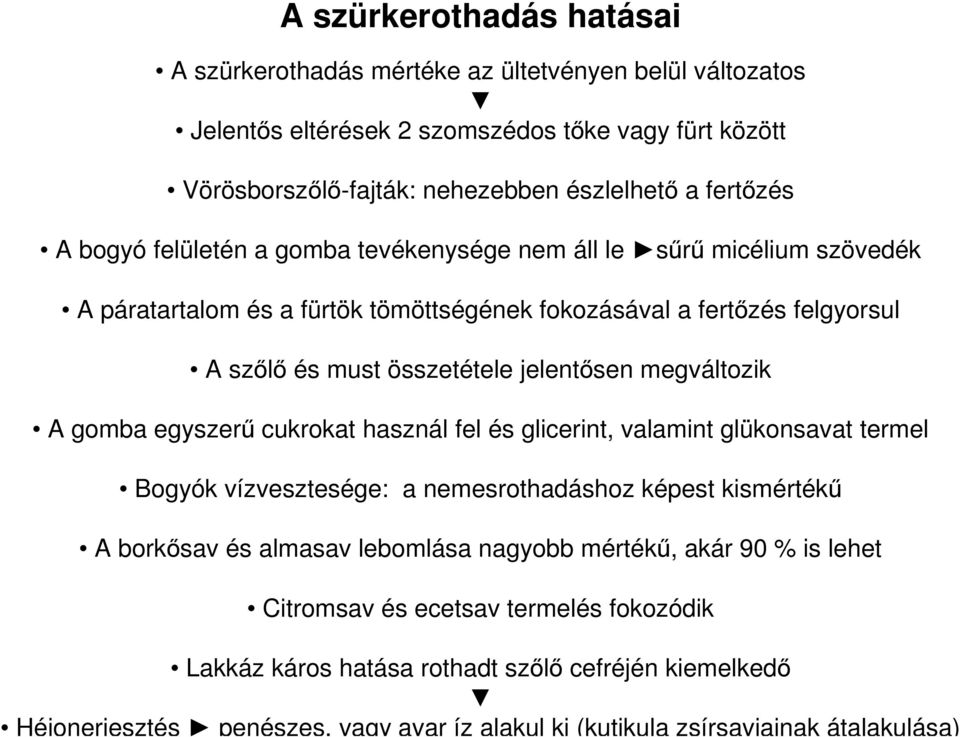 megváltozik A gomba egyszerű cukrokat használ fel és glicerint, valamint glükonsavat termel Bogyók vízvesztesége: a nemesrothadáshoz képest kismértékű A borkősav és almasav lebomlása nagyobb