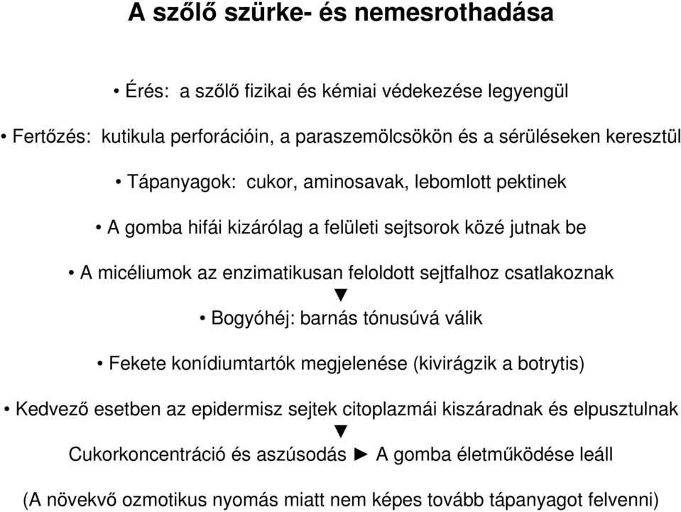 feloldott sejtfalhoz csatlakoznak Bogyóhéj: barnás tónusúvá válik Fekete konídiumtartók megjelenése (kivirágzik a botrytis) Kedvező esetben az epidermisz