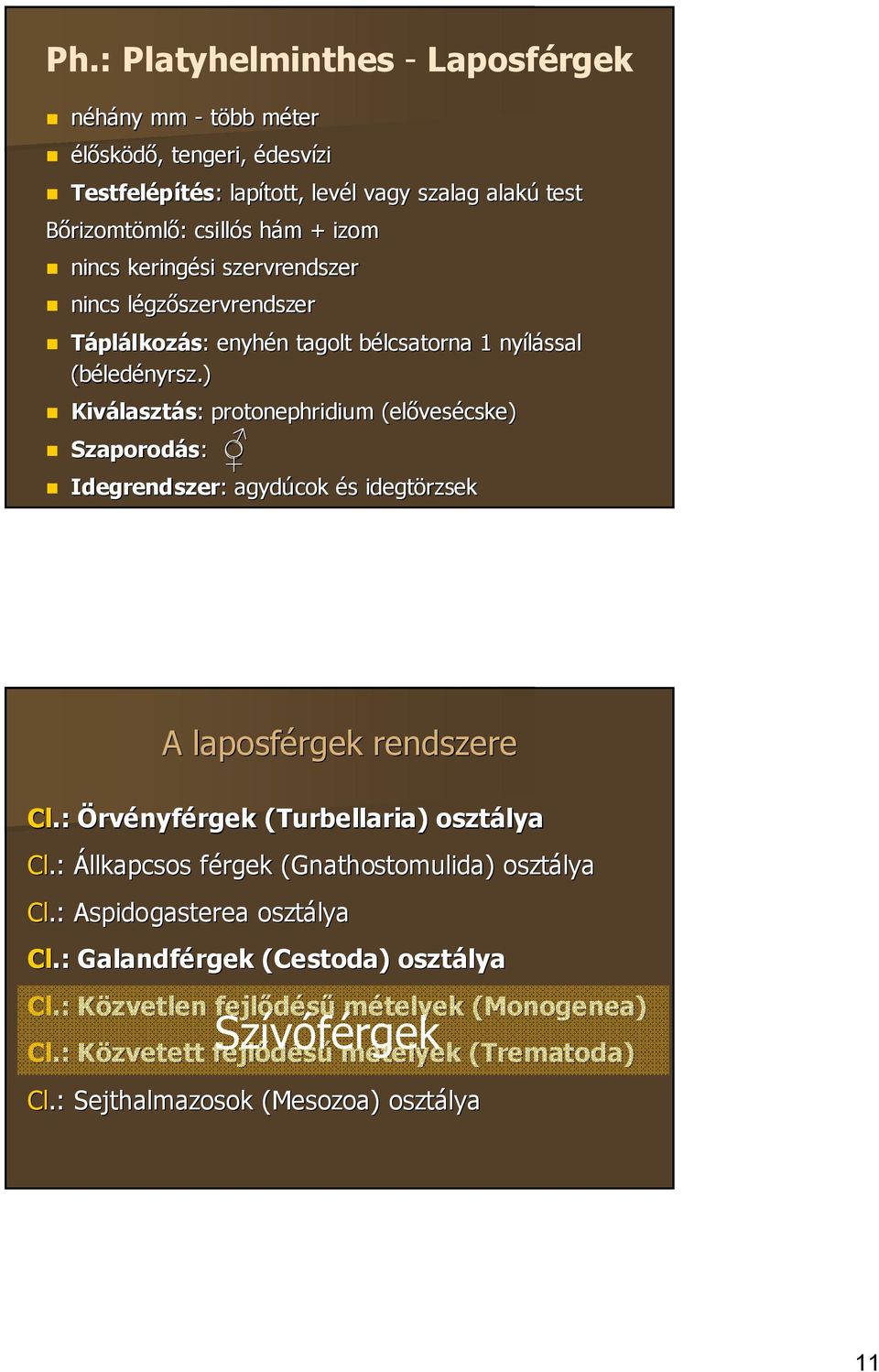 ) Kiválasztás: protonephridium (elővesécske) Szaporodás: Idegrendszer: : agydúcok és idegtörzsek A laposférgek rendszere Cl.: Örvényférgek (Turbellaria( Turbellaria) ) osztálya Cl.