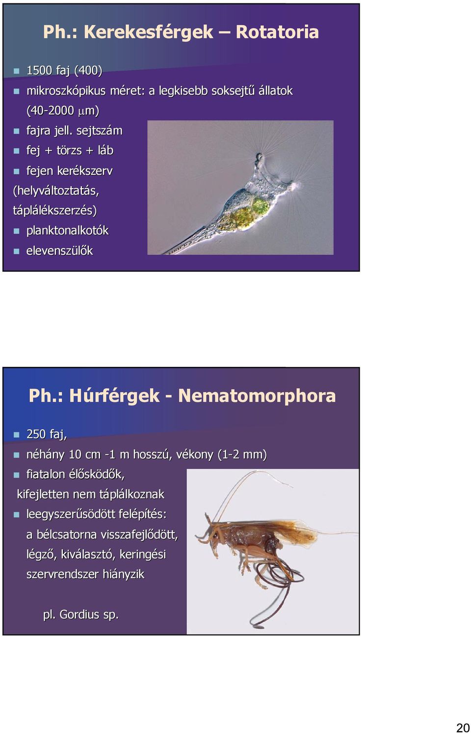 : Húrférgek - Nematomorphora 250 faj, néhány 10 cm -11 m hosszú, vékony (1-2 2 mm) fiatalon élősködők, kifejletten nem