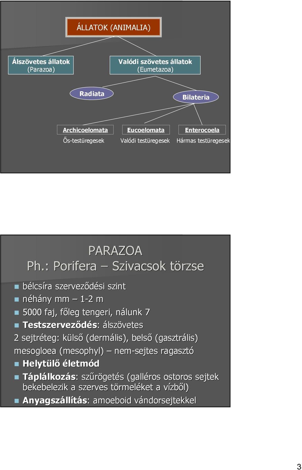 : Porifera Szivacsok törzse bélcsíra szerveződési szint néhány mm 1-22 m 5000 faj, főleg tengeri, nálunk 7 Testszerveződés: : álszövetes 2 sejtréteg: