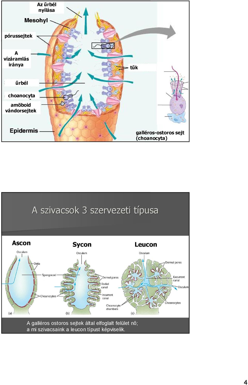 szervezeti típusa Ascon Sycon Leucon A galléros ostoros sejtek által