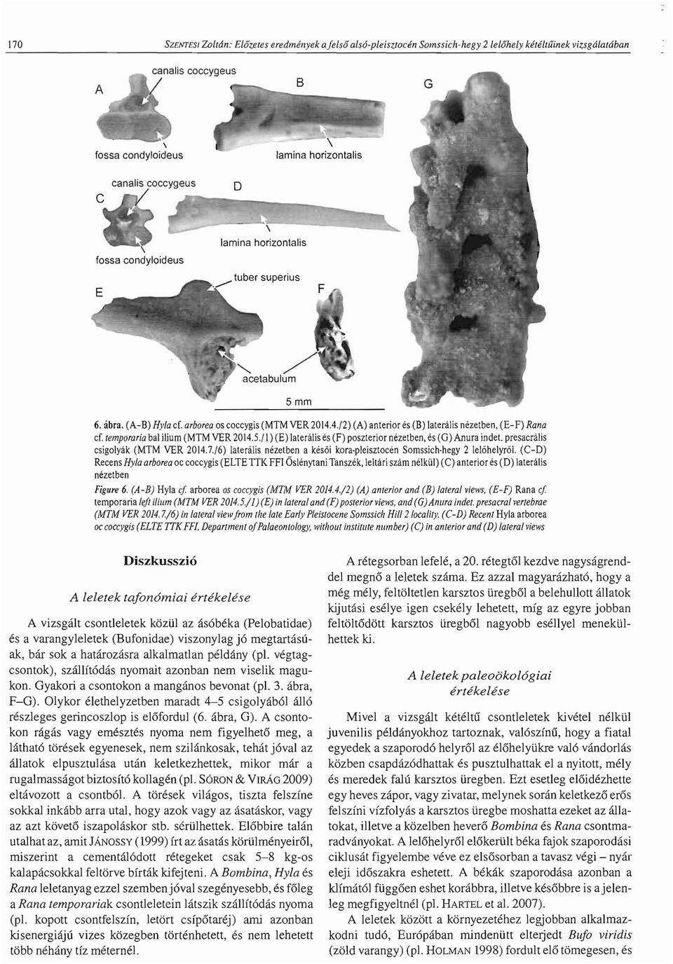 5./ I) (E) laterillis es (F) poszterior nezetben, es (G) Anura indet. presacrillis csigolyilk (MTM VER 2014.7./6) laterillis nezetben a kes6i kora-pleisztocen Somssich-hegy 2 lel6helyr61.