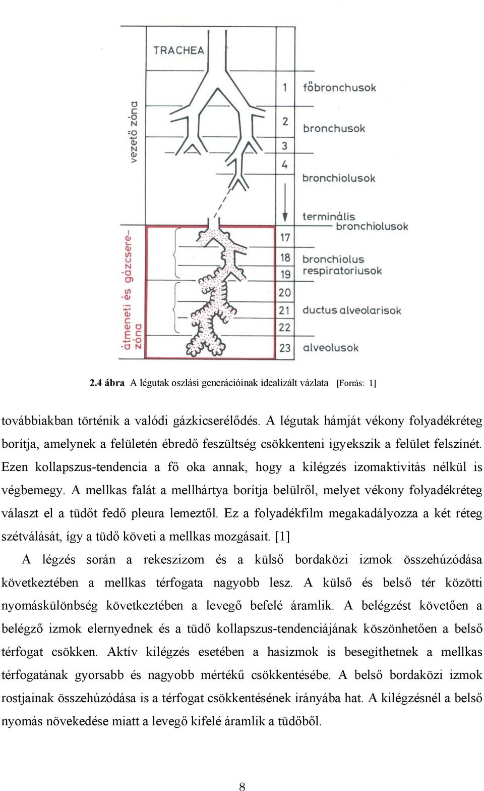 Ezen kollapszus-tendencia a fő oka annak, hogy a kilégzés izomaktivitás nélkül is végbemegy.