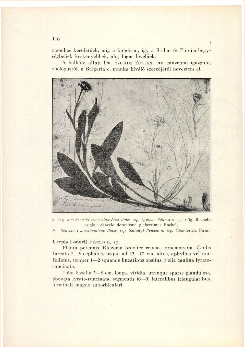 : Senecio doronicum glaberrimus Rochel). b Senecio transsilvanicus Boiss. ssp. Sziládyi Pénzes n. ssp. (Banderica, Pirin.) Crepis Fodorii PÉNZES n. sp.