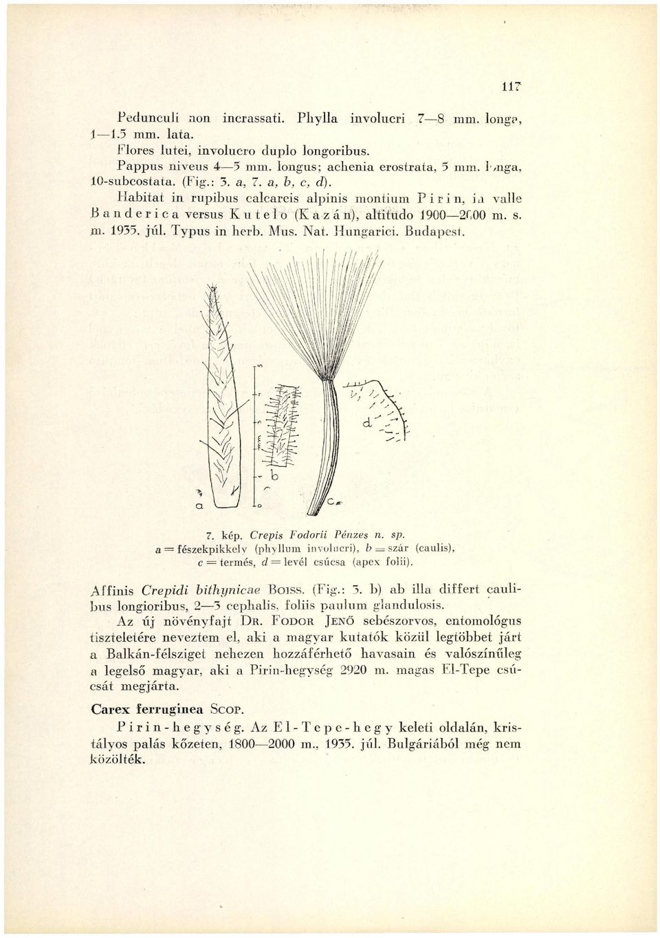 Budapest. 7. kép. Crepis Fodorii Pénzes n. sp. a = fészekpikkely (phyllum involucri), b == szár (caulis), c = termés, d = levél csúcsa (apex folii). Aîfinis Crepidi bithynicae Boiss. (Fig.: 3.