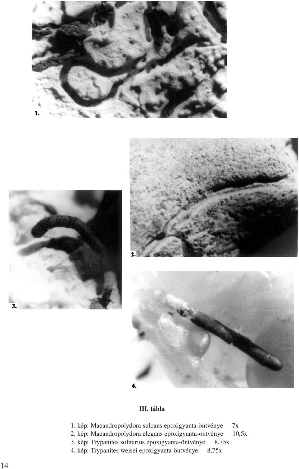 kép: Maeandropolydora elegans epoxigyanta-öntvénye 10,5x 3.