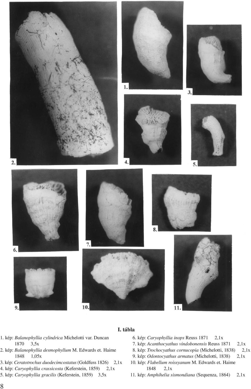 kép: Caryophyllia gracilis (Keferstein, 1859) 3,5x 8 I. tábla 6. kép: Caryophyllia inops Reuss 1871 2,1x 7.