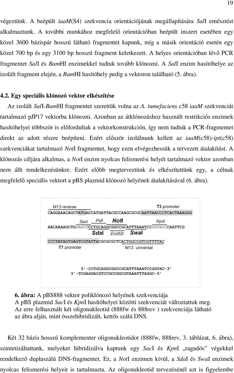 fragment keletkezett. A helyes orientációban lévő PCR fragmentet SalI és BamHI enzimekkel tudtuk tovább klónozni.