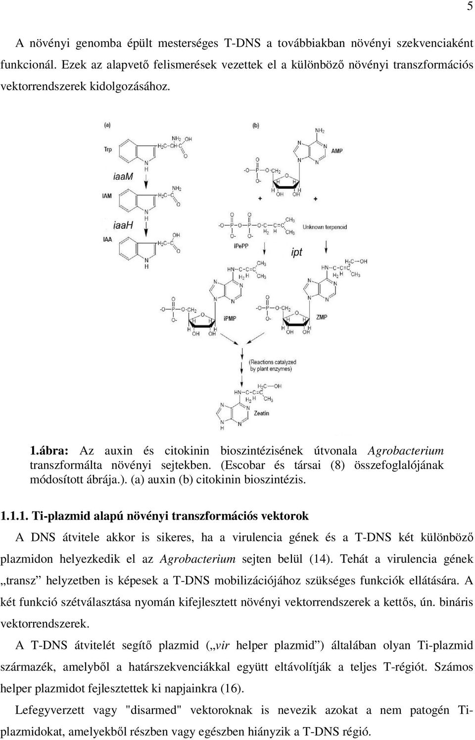 ábra: Az auxin és citokinin bioszintézisének útvonala Agrobacterium transzformálta növényi sejtekben. (Escobar és társai (8) összefoglalójának módosított ábrája.). (a) auxin (b) citokinin bioszintézis.