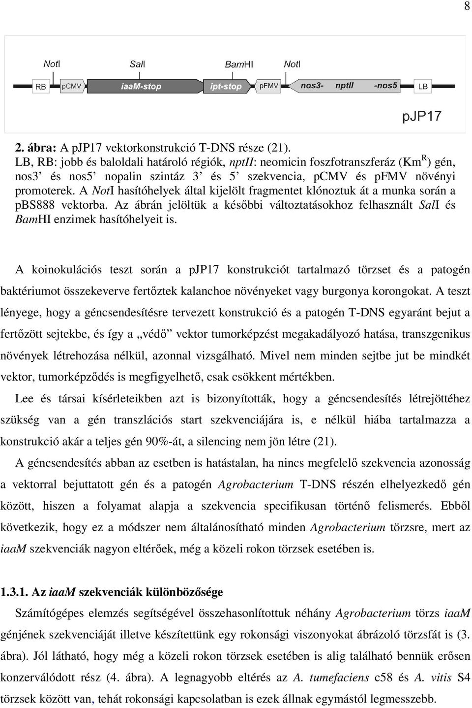 A NotI hasítóhelyek által kijelölt fragmentet klónoztuk át a munka során a pbs888 vektorba. Az ábrán jelöltük a későbbi változtatásokhoz felhasznált SalI és BamHI enzimek hasítóhelyeit is.