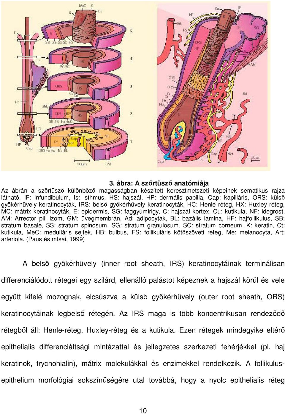 mátrix keratinocyták, E: epidermis, SG: faggyúmirigy, C: hajszál kortex, Cu: kutikula, NF: idegrost, AM: Arrector pili izom, GM: üvegmembrán, Ad: adipocyták, BL: bazális lamina, HF: hajfollikulus,