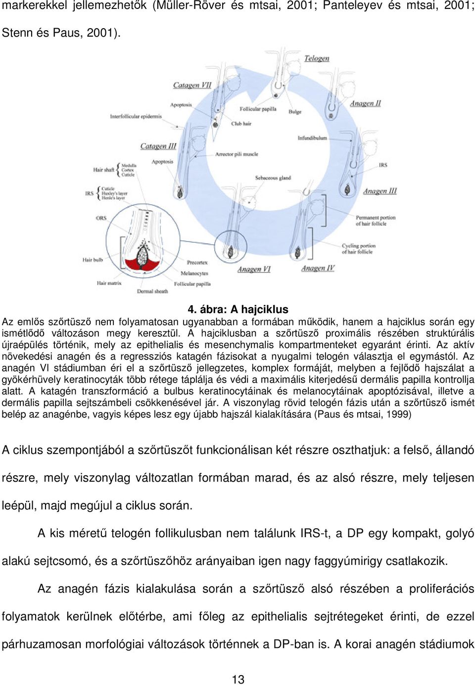A hajciklusban a szırtüszı proximális részében struktúrális újraépülés történik, mely az epithelialis és mesenchymalis kompartmenteket egyaránt érinti.