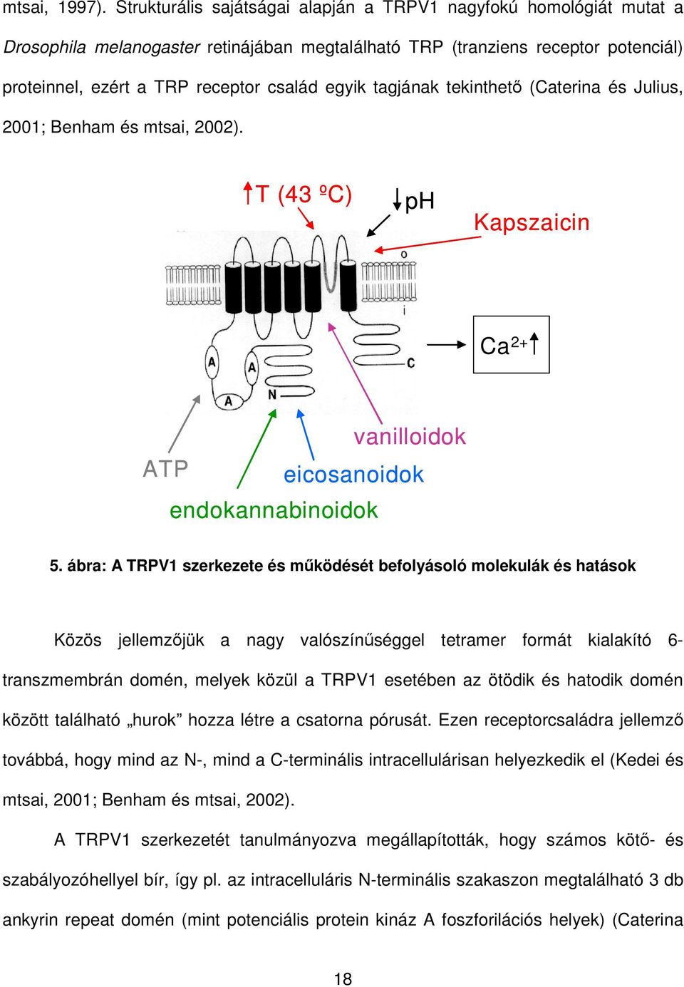 tagjának tekinthetı (Caterina és Julius, 2001; Benham és mtsai, 2002). T (43 ºC) ph Kapszaicin Ca 2+ vanilloidok ATP eicosanoidok endokannabinoidok 5.