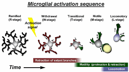 Mikroglia motilitás kétféle mozgási aktivitás sejttest transzlokációja nélküli nyúlványmotilitás ATP hatásra azonnali nyúlvány-extenzió (apiráz (ATP to AMP+P) gátolja) : P2Y12 rec.