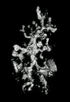 GFP+ -mikroglia HC szeletkultúrában, P6 egér, aktivált mikroglia nagy