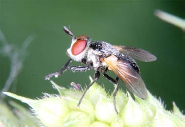 162 Tóth S.: Magyarország fürkészlégy faunája (Diptera: Tachinidae) 1954.07.21., 1, GA Ó-Dráva (Drávasztára): 1995.07.03., 4 2, TS, +MAL Ó-Dráva (Vejti): 1993.07.01., 1 1, TS Örvény-tó: 1962.09.23.