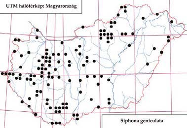 e-acta Nat. Pannon. 5, Suppl. 1 (2013) 269 570. ábra: A Siphona geniculata lelőhelyei 571. ábra: A Siphona geniculata fenológiája ZSIG Sugaró (TS): 1958.05.12., 4 ; 1958.06.09., 1 Tarhos: 1969.05.27.