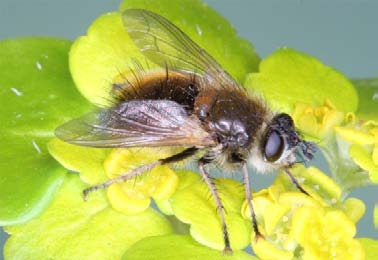 286 Tóth S.: Magyarország fürkészlégy faunája (Diptera: Tachinidae) KU Ráróspuszta: 1957.06.05., 1 1, BE Remetei-erdő: 1963.05.29., 1, MF Remete-völgy: 1957-1957.10.31., 1, MF Répáshuta: 1959.09.20.