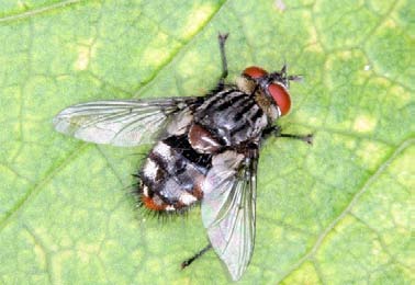 302 Tóth S.: Magyarország fürkészlégy faunája (Diptera: Tachinidae) 647. ábra: Winthemia quadripustulata hímje 648.