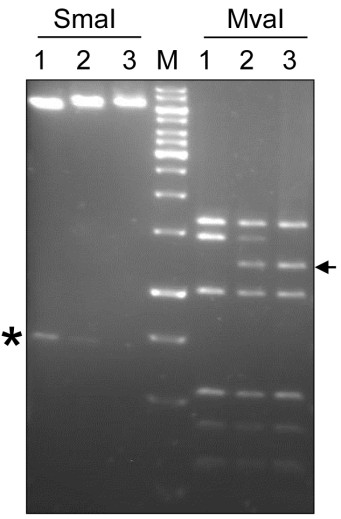 Eredmények 5. ábra. M.SssI által katalizált citozin dezamináció in vitro. (A) A kanamicin-rezisztencia reverzió gyakoriságának változása kétszeres M.