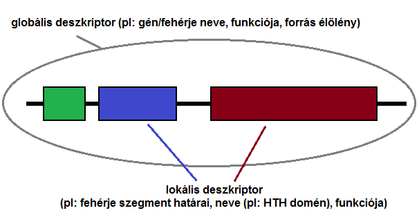 rendeljük a nukleotidok karaktereit. A genom maga állhat egyetlen szekvenciából - ami lehet lineáris vagy cirkuláris - de állhat több ilyenből is.