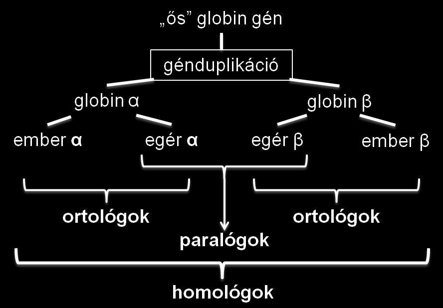 2.11. ábra A szekvenciák homológ kapcsolatai Két gént ortológnak nevezünk, ha két különböző fajban találhatóak, és egy közös ősgénből származnak, mely a két faj közös ősében volt jelen.