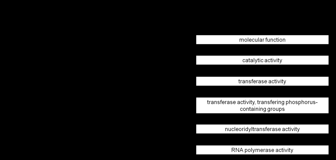 2.15. ábra Példa a Gene Ontology egy osztályozására Bal oldalt látható egy adott fehérjecsalád funkciójának különböző elnevezései, és ugyan ennek a funkciónak a Gene Ontology által adott terminusa.