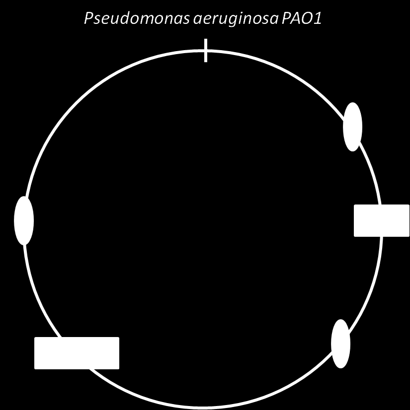 Kromoszóma térkép A kromoszóma térkép az eddigi ábrázolás módoktól eltérően nem egy elrendeződésben szereplő gének egymáshoz való viszonyát hivatott reprezentálni, hanem az egy kromoszómán lévő