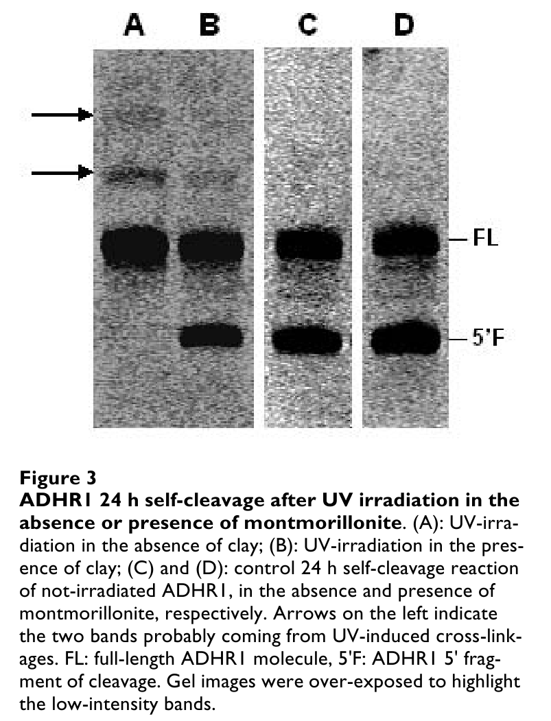 UV sugárzás elleni védelem Adenin függő hajtű ribozim (ADHR) elveszíti enzim aktivitását UV fényben az ásvány