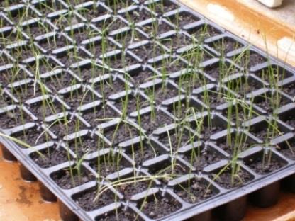 Kontroll Póréhagyma Mikorrhiza oltás Hagyma Allium cepa L. cv. ALICE Kontrol kezelés.