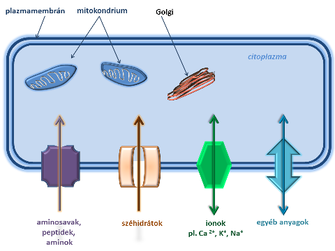 2. fejezet - A biológiai membránok felépítése, szerkezete 1.