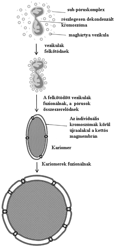 Sejtosztódás A maghártya újraalakulásának fázisai az alábbi útvonalon követhetőek nyomon. 5.5. ábra - A maghártya újraalakulásának fázisai (g) G1.