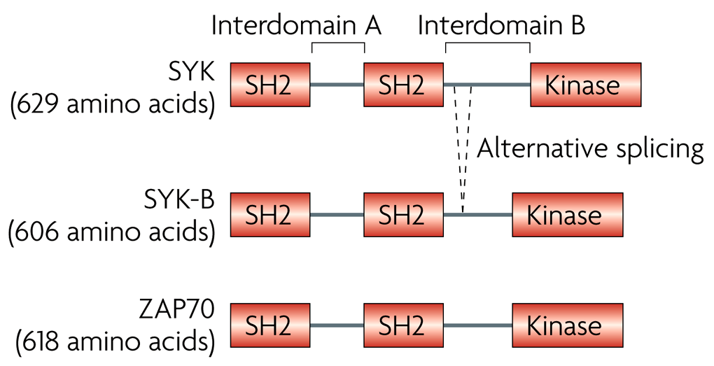 összekötő interdoménekből (Interdomén A és B) állnak (12. ábra). A Syk-nek egy Syk-B nevű, alternatív splicing során keletkező variánsa is létezik.