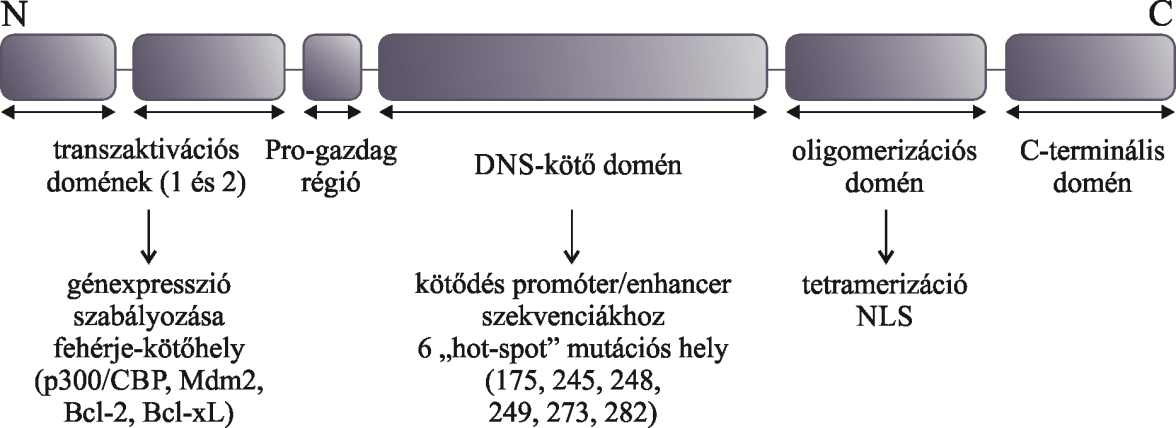 4. ábra: A p53 fehérje szerkezete.