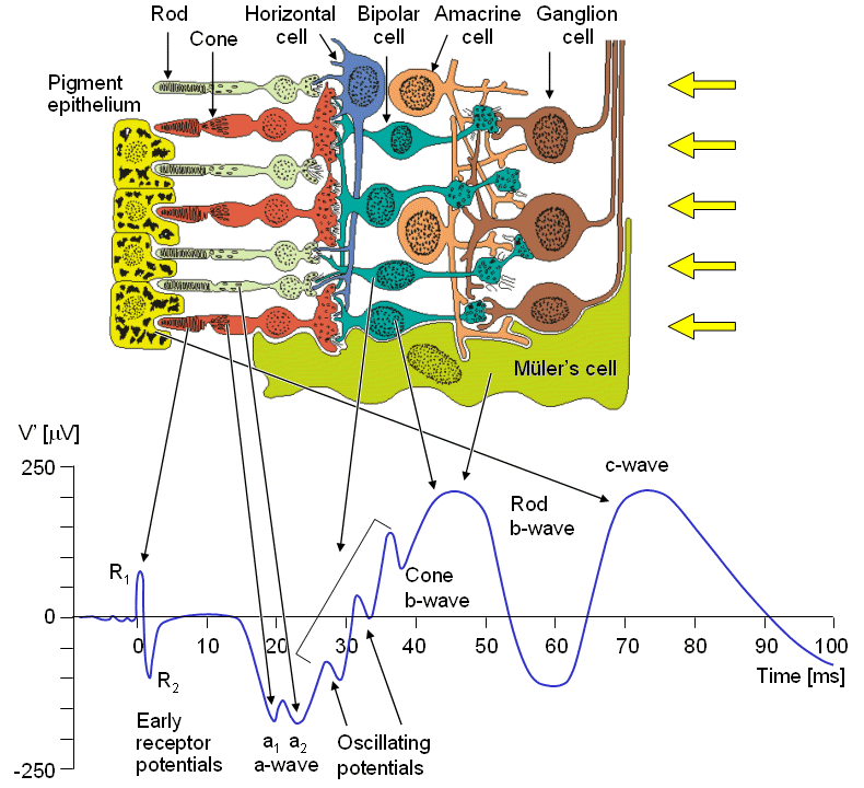 AsztroGlia fiziológia SRS IPL Retina, K+ siphoning The cells of the retina and their response to a spot light flash.