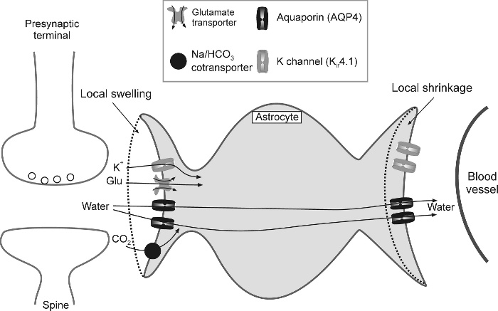 Kir és AQP kolokalizáció, ko-immunprecitipáció, molekuláris együttműködés! AsztroGlia fiziológia Víz - homeosztázis szabályozása szinaptikus aktivitás glia duzzadás lokális ec.