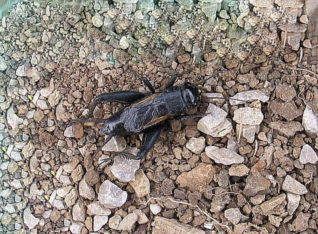 campestris mezei tücsök Familia: Gryllotalpidae
