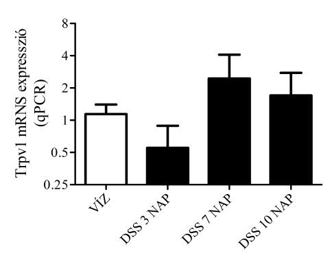 4. Eredmények TRPA1 és TRPV1 génexpresszió Egér DSS colitis 35. ábra A B Trpa1 mrns expresszió 10 napos DSS kezelés során (A) qpcr és (B) RNS assay módszerrel. Átlag ± SEM.