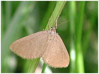 Superfam: Tineoidea Fam: Psychidae - zsákhordómolyok - hernyóik zsákszerű szövedékben élnek, melyre különböző anyagokat