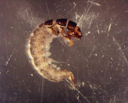 Ordo: Trichoptera - tegzesek -lárváik vízben élnek, törmelékfogyasztók, vagy ragadozók -hernyószerű testük van, mely köré legtöbbször nyálból,
