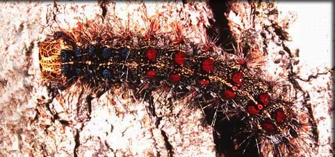 Superfam: Noctuoidea Fam: Lymantriidae - szövőlepkék Erős ivari dimorfizmust mutató, változatos