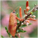 Subordo: Zeugloptera - állkapcsos molyok Fam: Micropterigidae - aranyszárnyú ősmolyok -a legősibb