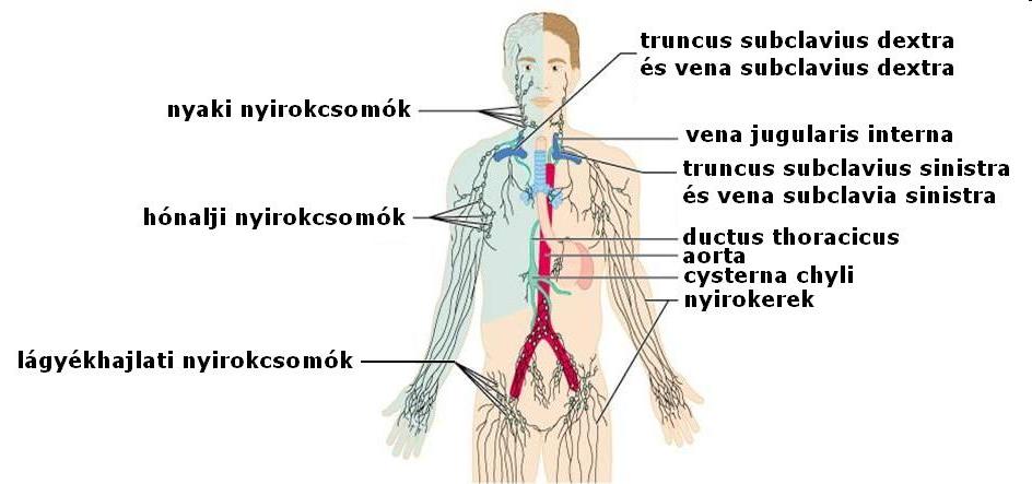 A szívérrendszer