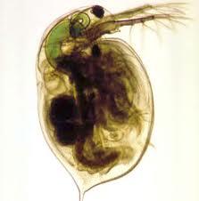 D.M. pusztulás (%) Ökotoxikológiai vizsgálatok Daphtoxkit F TM Magna teszt Daphina magna Pusztulási százalék (immobilized Daphnia