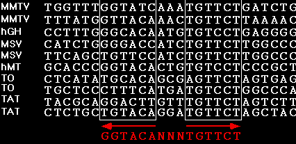 kotranszporter génben [43], valamint a humán sgk-1 génben [44], ami magyarázhatja a GC-k szerteágazó szöveti hatásait. 6. ábra GRE konszenzus szekvenciák.