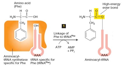 aminoacyl-trns-szintetáz + AS + ATP aminoacyl-trns-szintetáz AS-AMP komplex + PPi ( P + P) aminoacyl-trns-szintetáz- AS-AMP (aktivált enzim) + trnsx