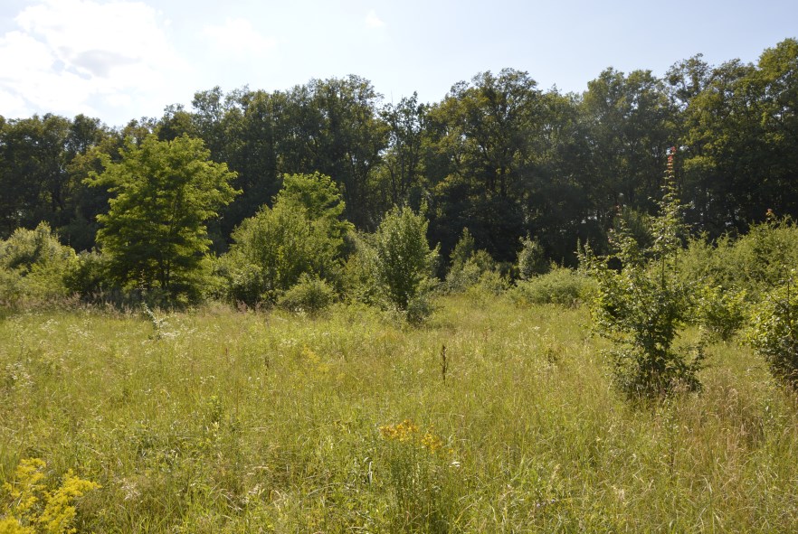 Geographical location of Nagydobrony and the characteristic plant communities of the region with the sampling sites (graphic: Imre Fazekas) sére egyik